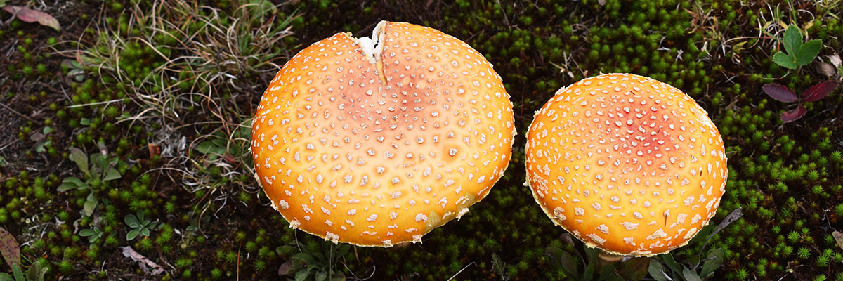 Mushrooms